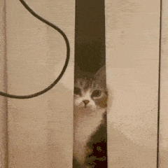 1D36D7AD.gif